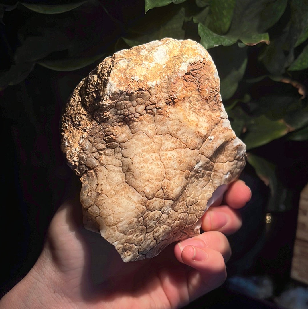 Coconut Calcedony/Agate