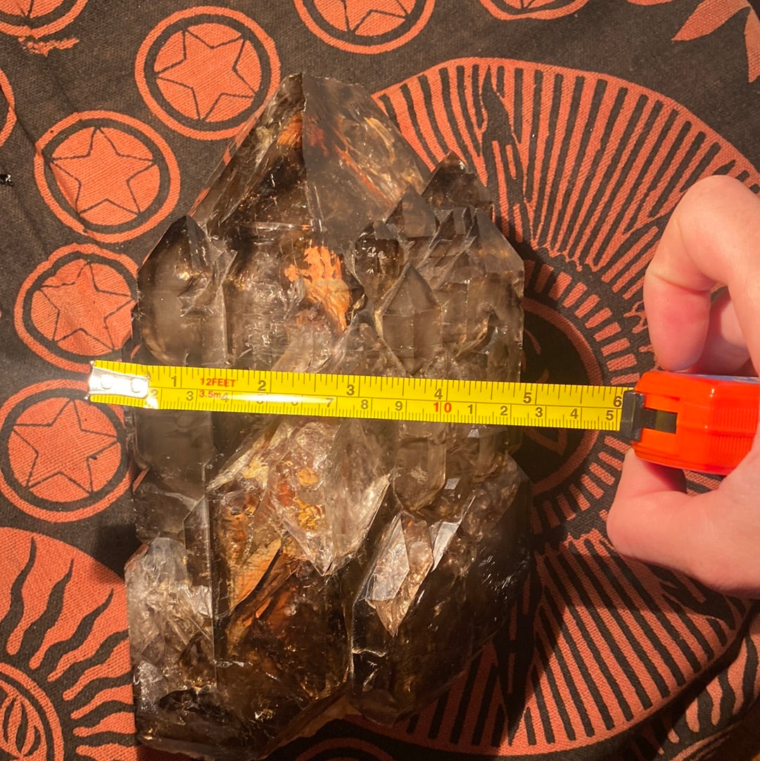 “Jacaré” Alligator Smokey Quartz XL