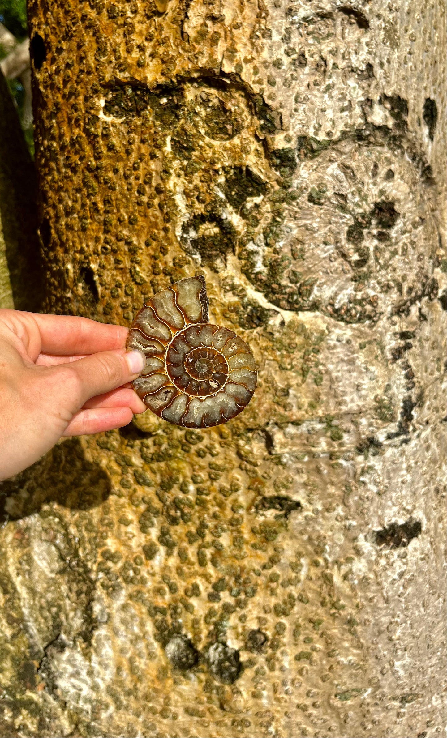 Ammonite fossil