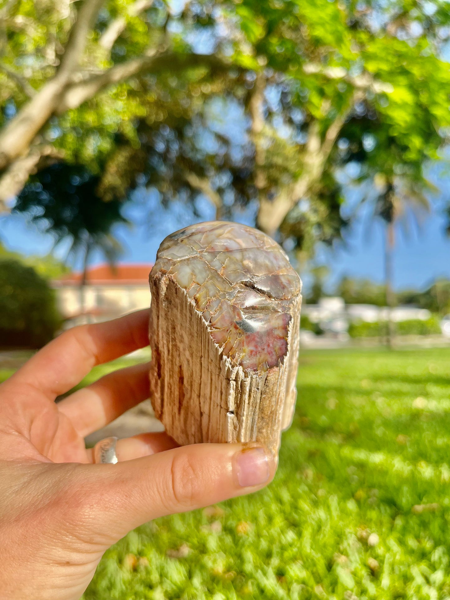 Petrified Wood Long