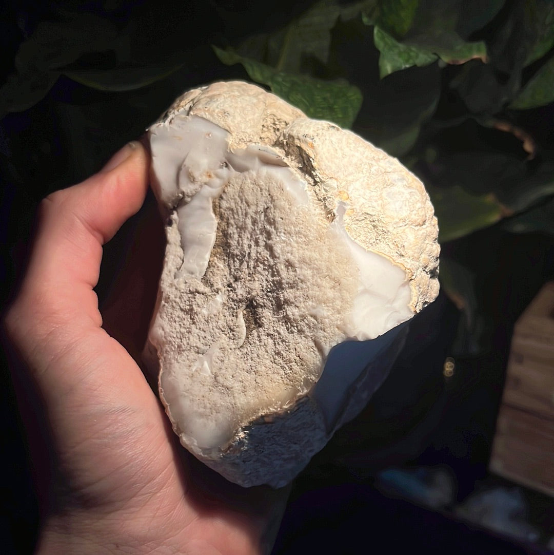 Coconut Calcedony/Agate