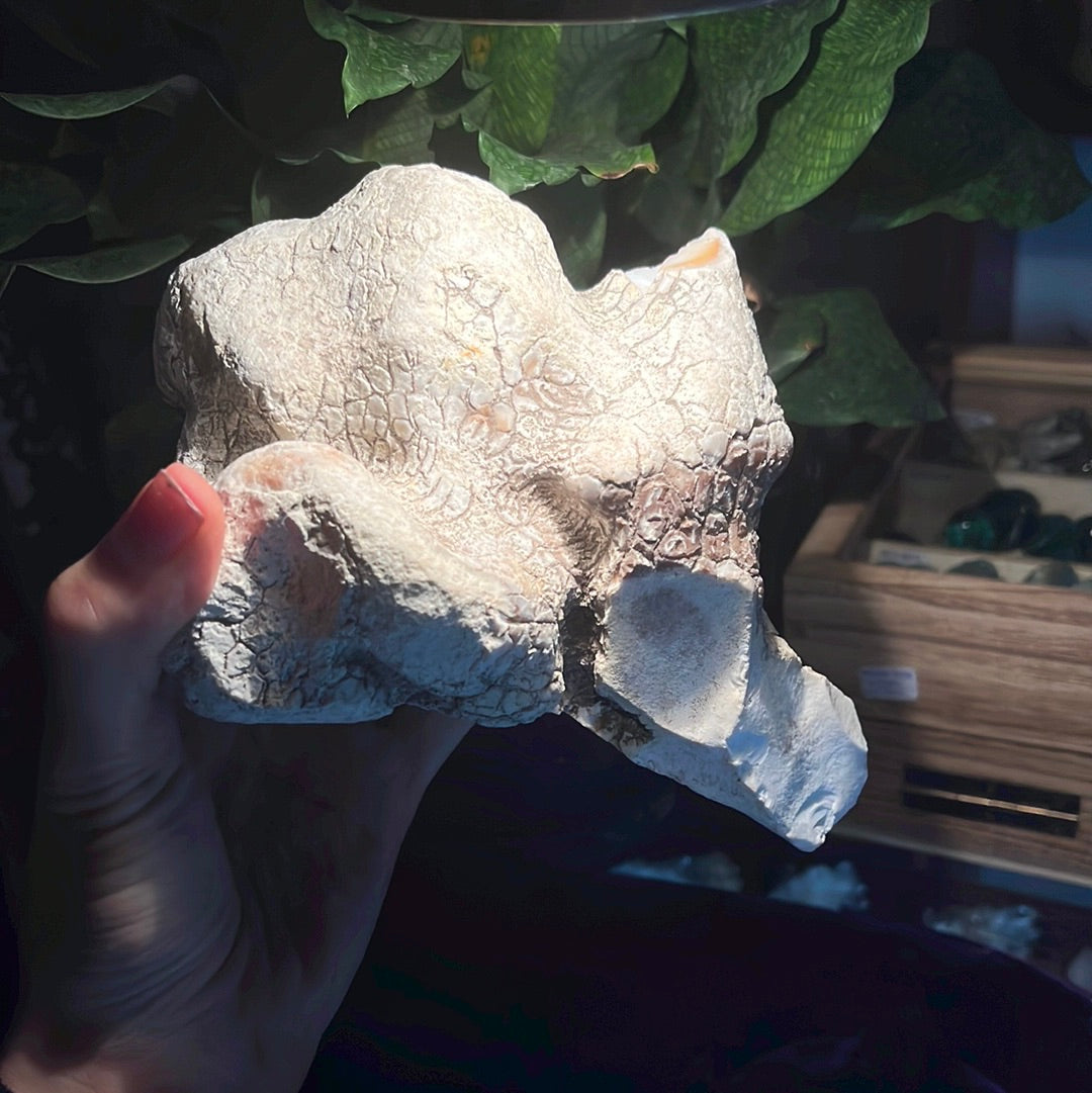 Coconut Calcedony/Agate