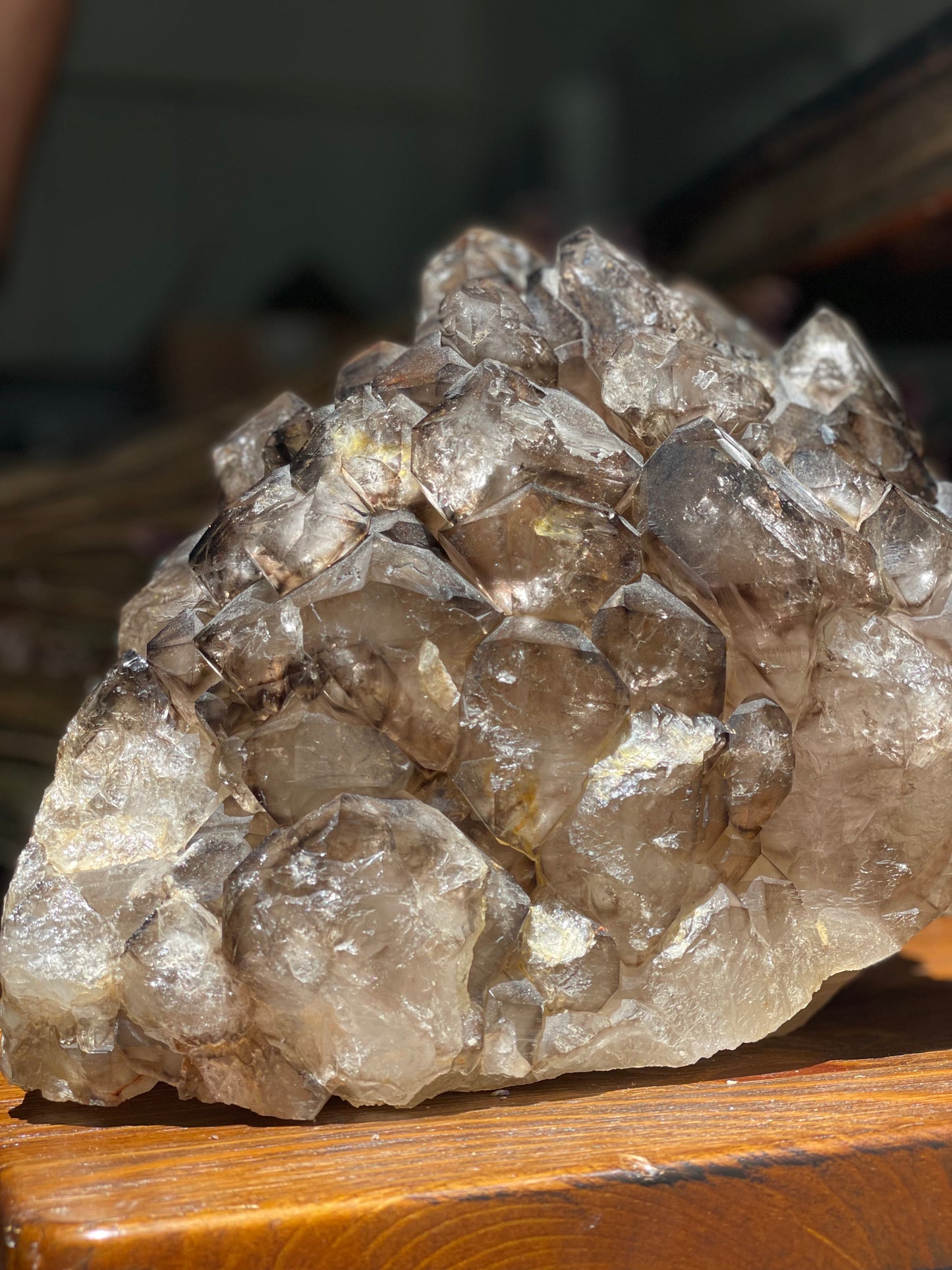 “Jacaré” Alligator Smokey Quartz XL