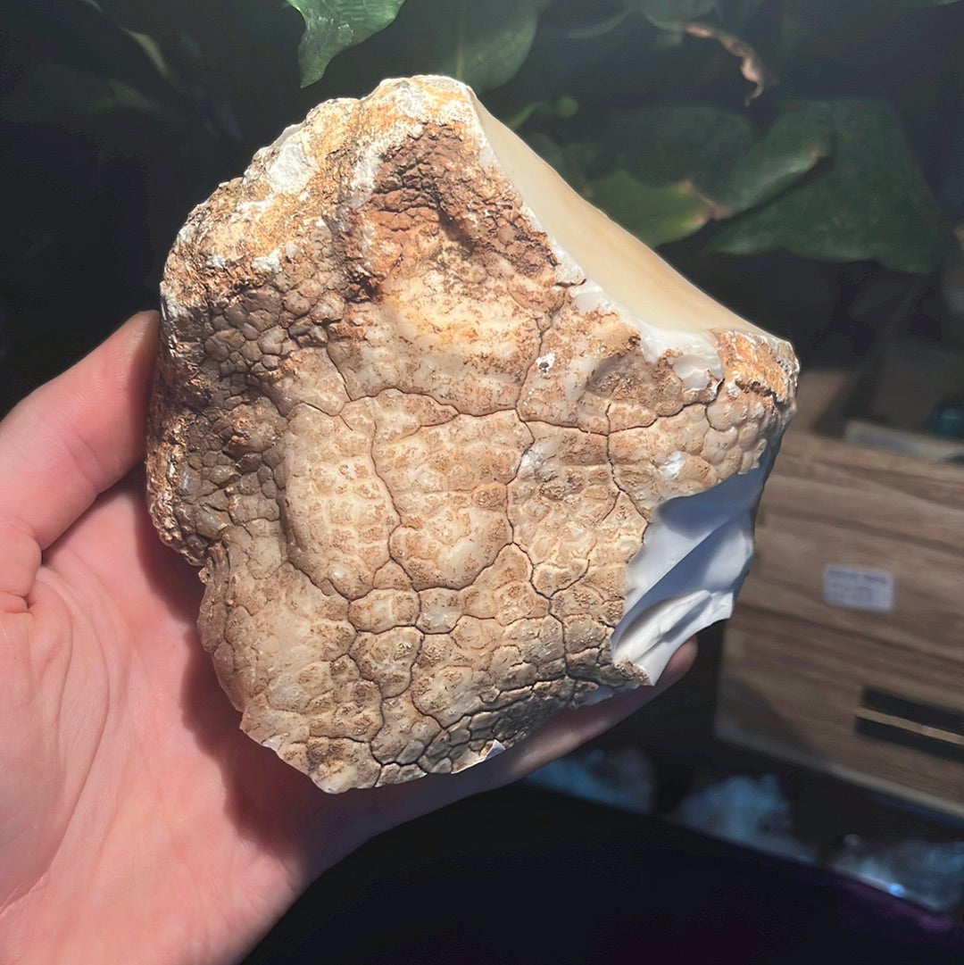 Coconut Calcedony/Agate