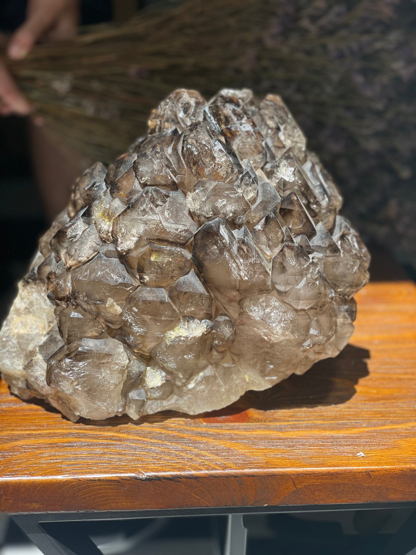 “Jacaré” Alligator Smokey Quartz XL