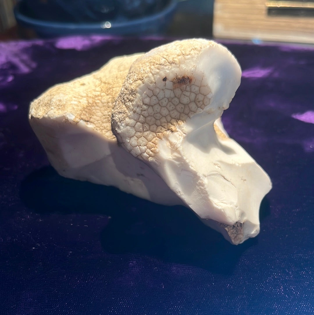 Coconut Calcedony/Agate/Opal