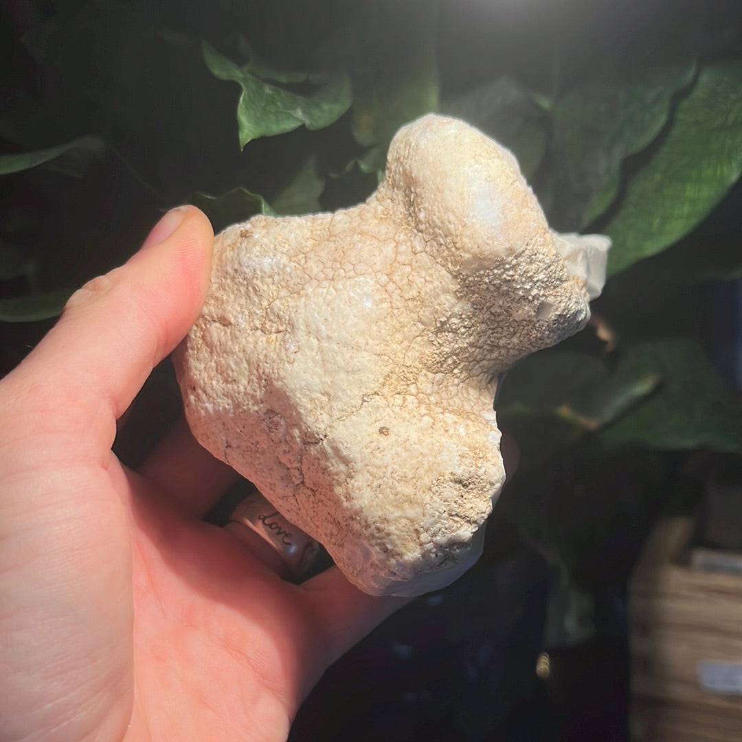 Coconut Calcedony/Agate/Opal