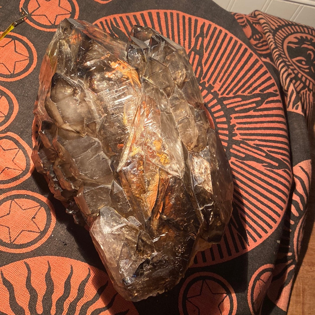 “Jacaré” Alligator Smokey Quartz XL