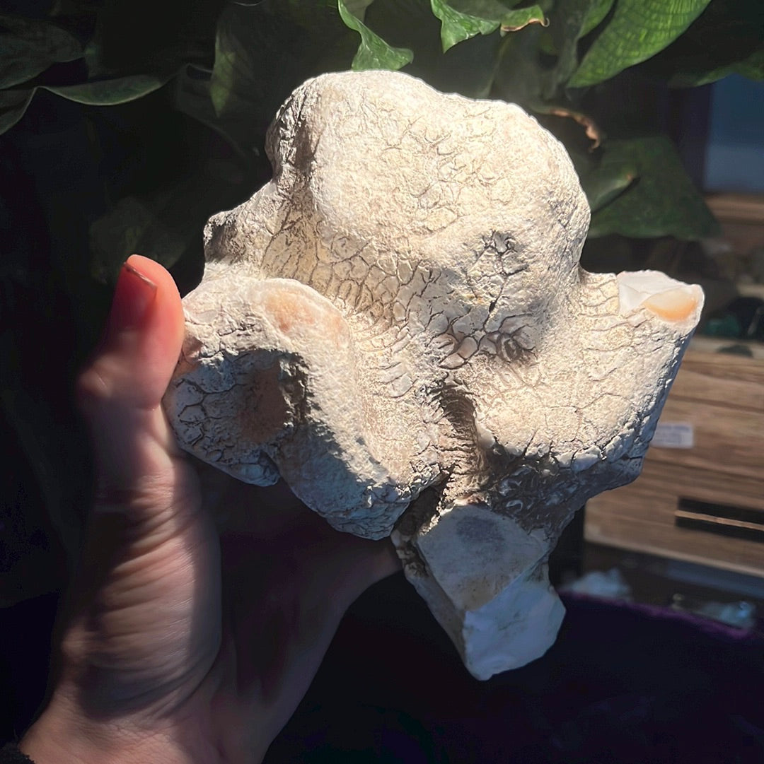 Coconut Calcedony/Agate