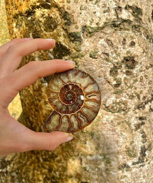 Ammonite fossil