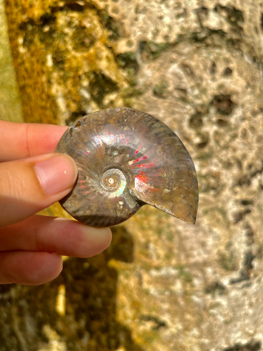 Ammonite