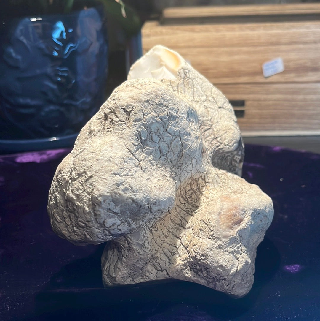 Coconut Calcedony/Agate