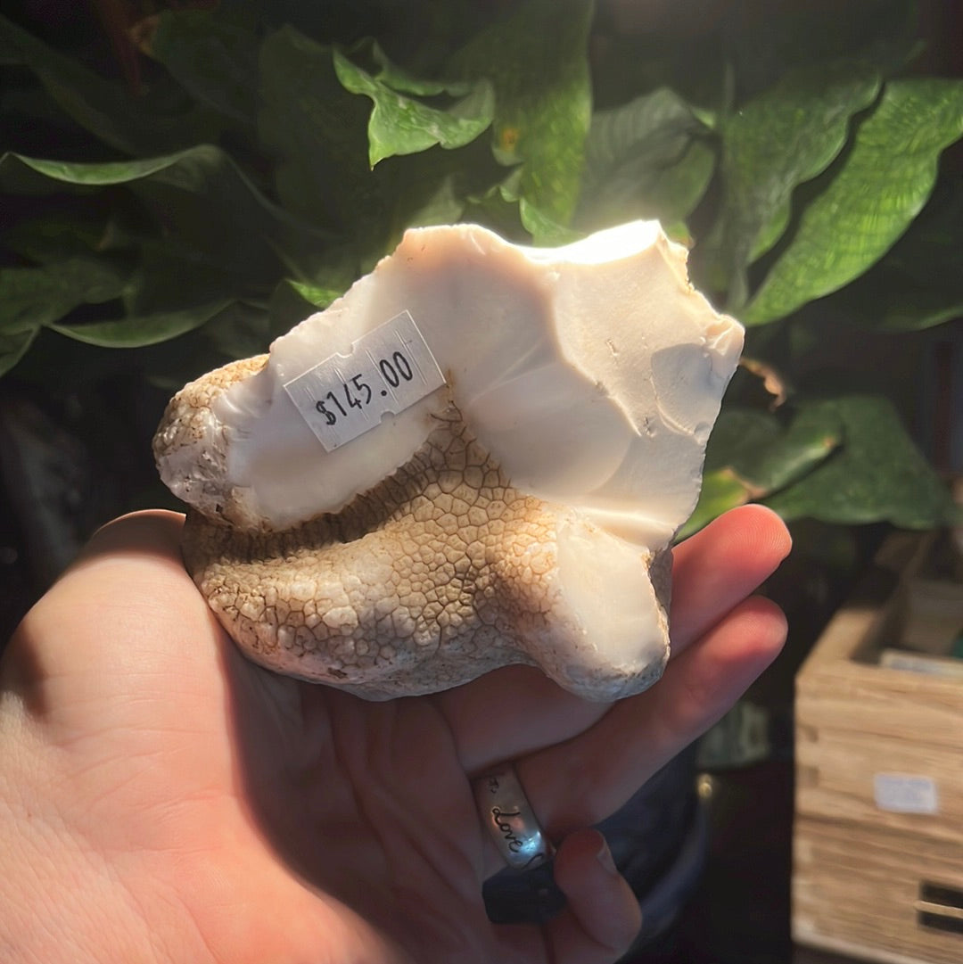 Coconut Calcedony/Agate/Opal