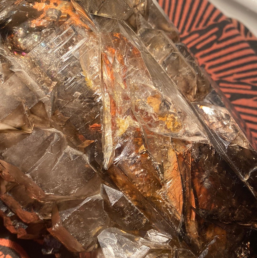 “Jacaré” Alligator Smokey Quartz XL