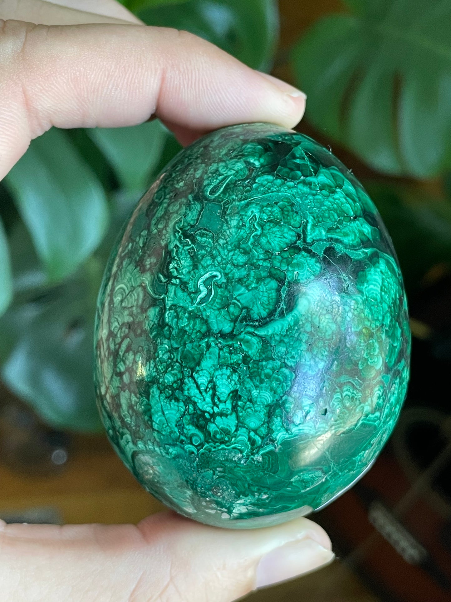 African Malachite Egg