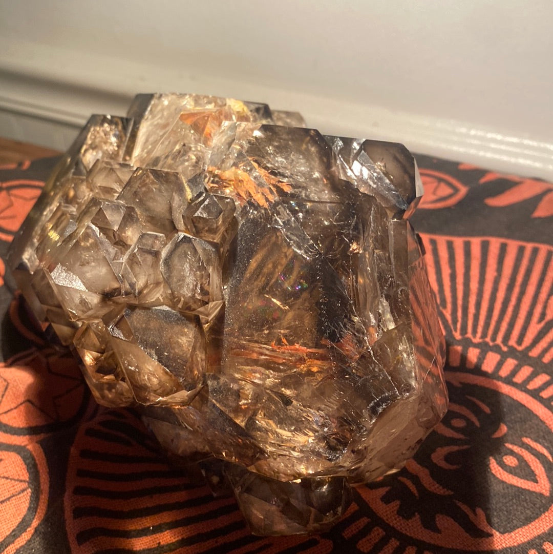 “Jacaré” Alligator Smokey Quartz XL