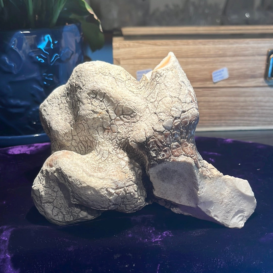 Coconut Calcedony/Agate