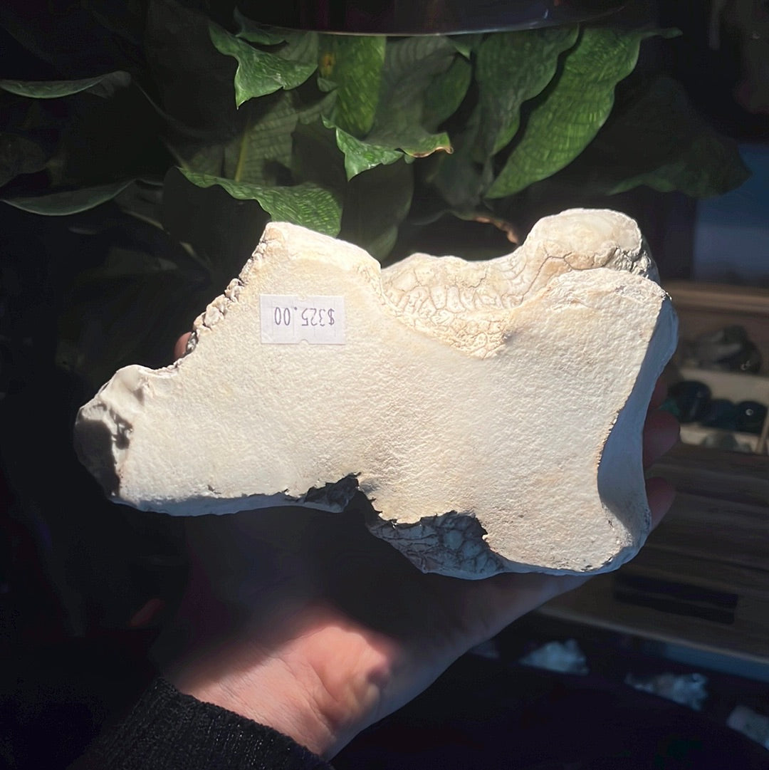 Coconut Calcedony/Agate