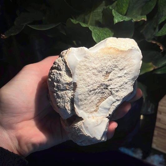 Coconut Calcedony/Agate