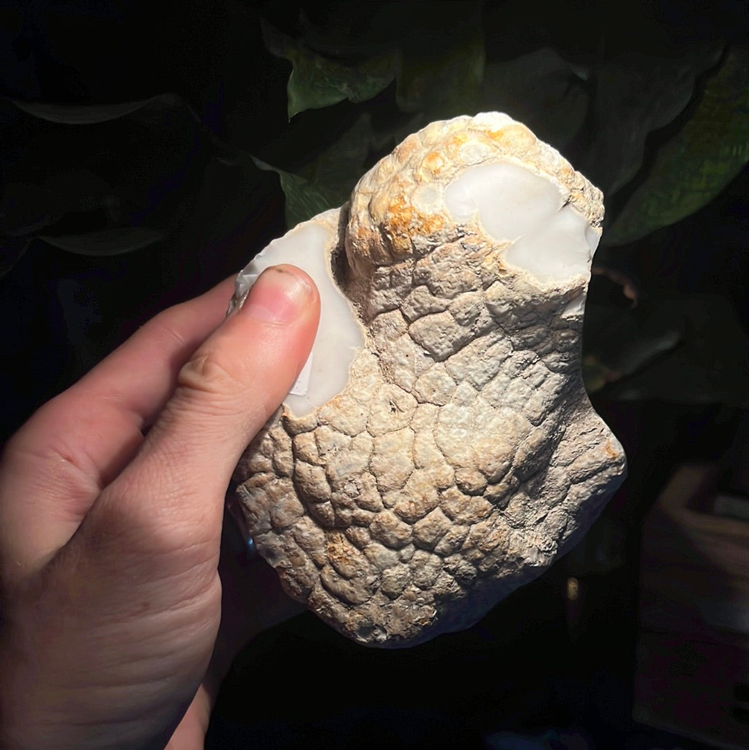 Coconut Calcedony/Agate