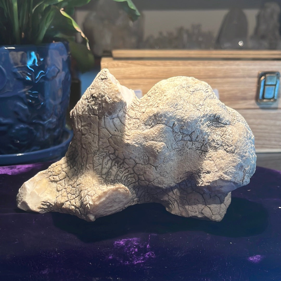 Coconut Calcedony/Agate