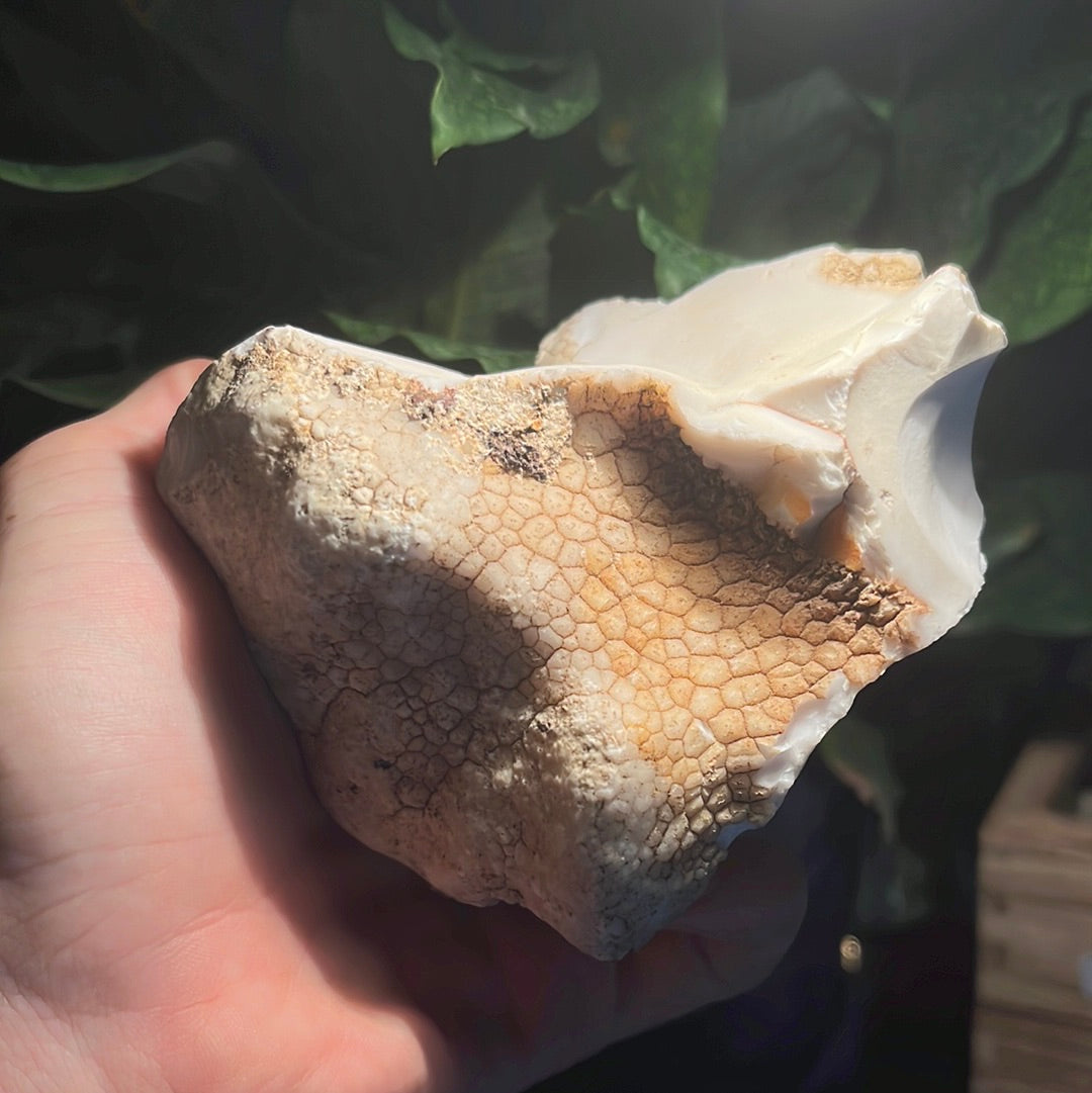 Coconut Calcedony/Agate/Opal