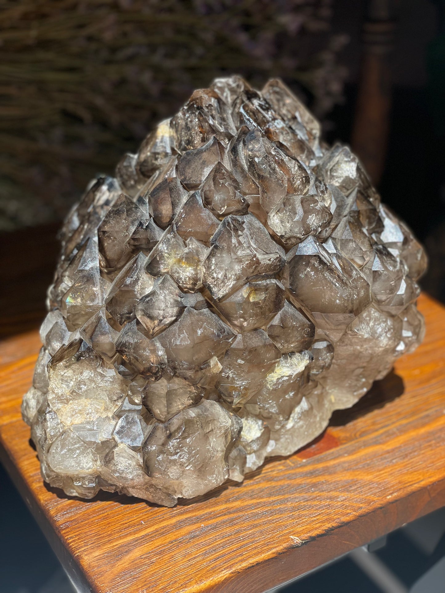 “Jacaré” Alligator Smokey Quartz XL