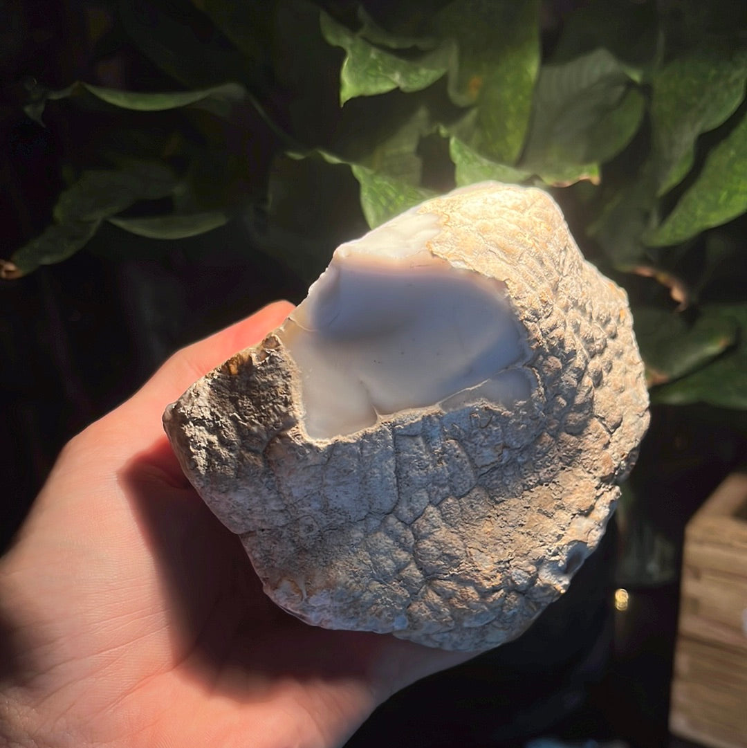 Coconut Calcedony/Agate