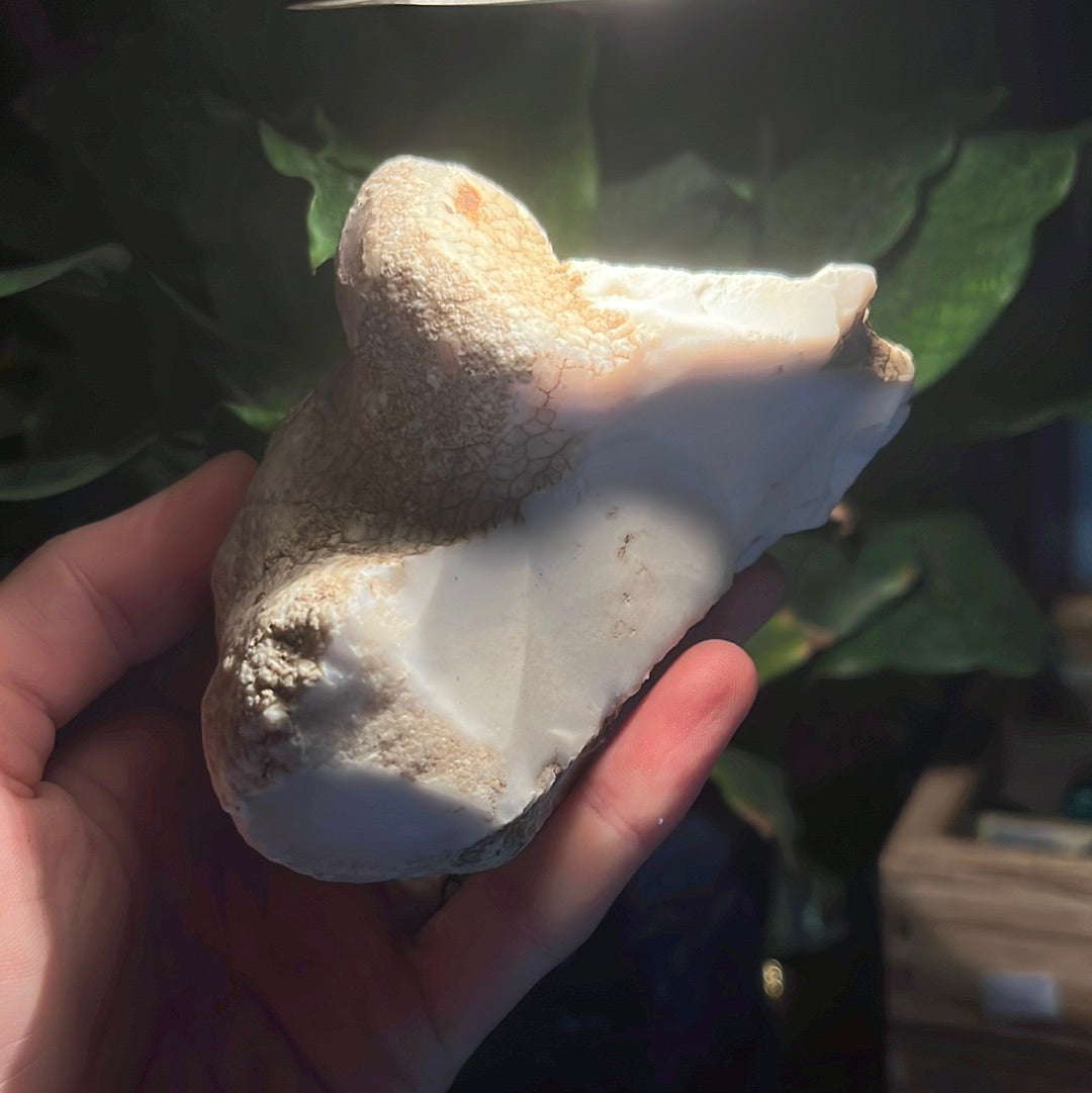 Coconut Calcedony/Agate/Opal