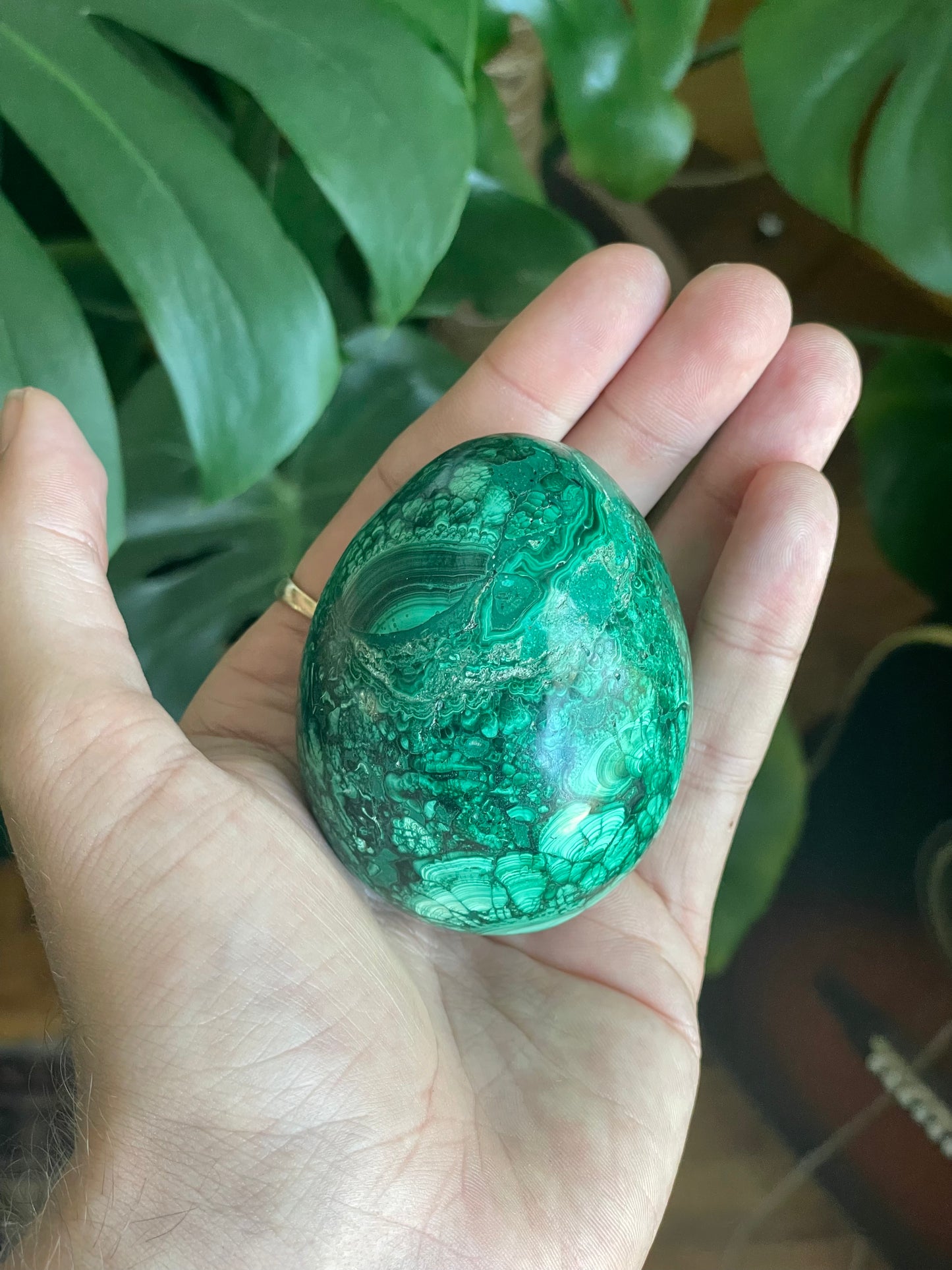 African Malachite Egg