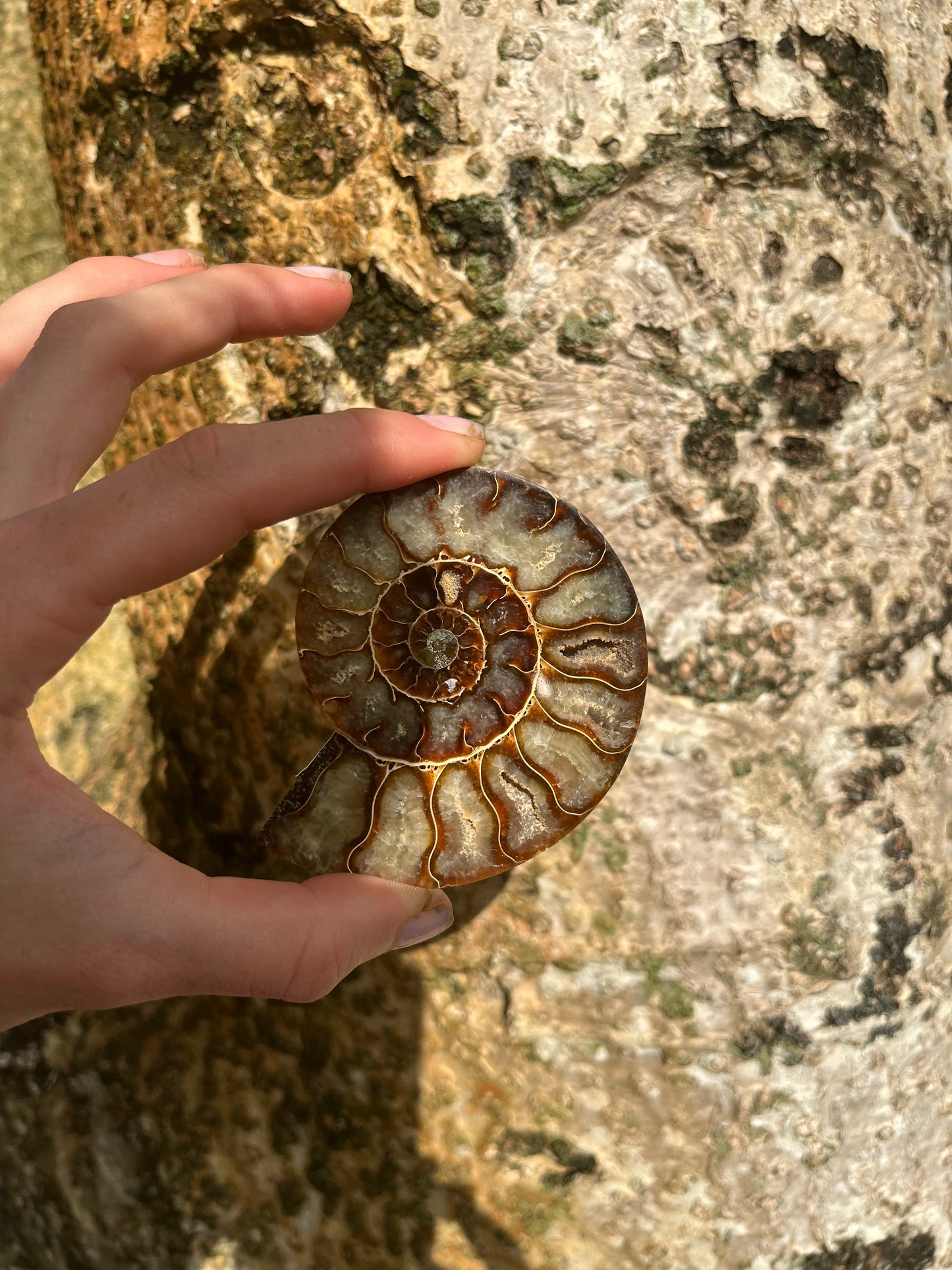 Ammonite fossil