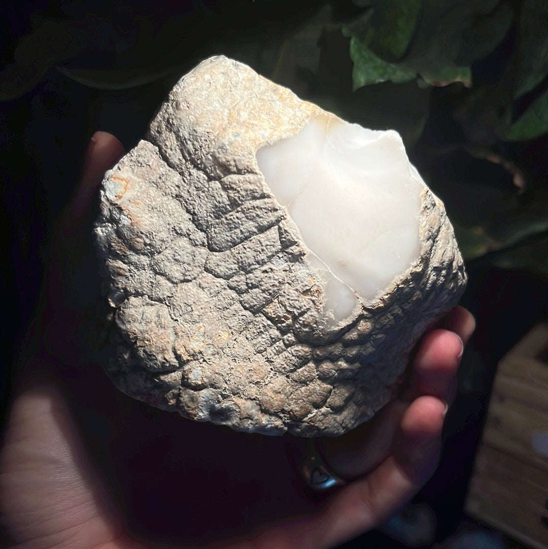 Coconut Calcedony/Agate