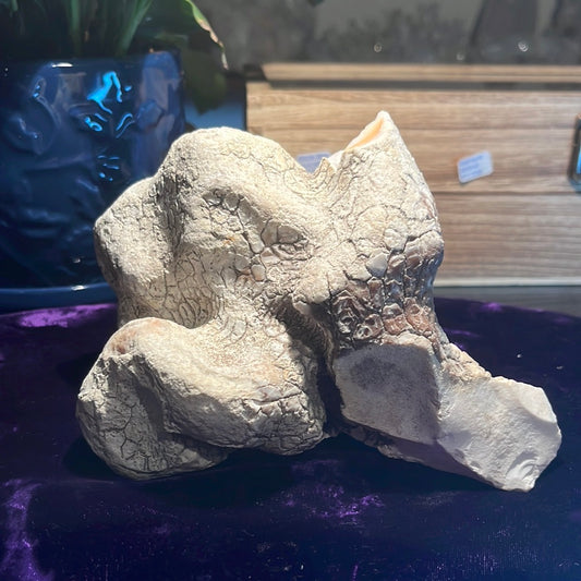 Coconut Calcedony/Agate