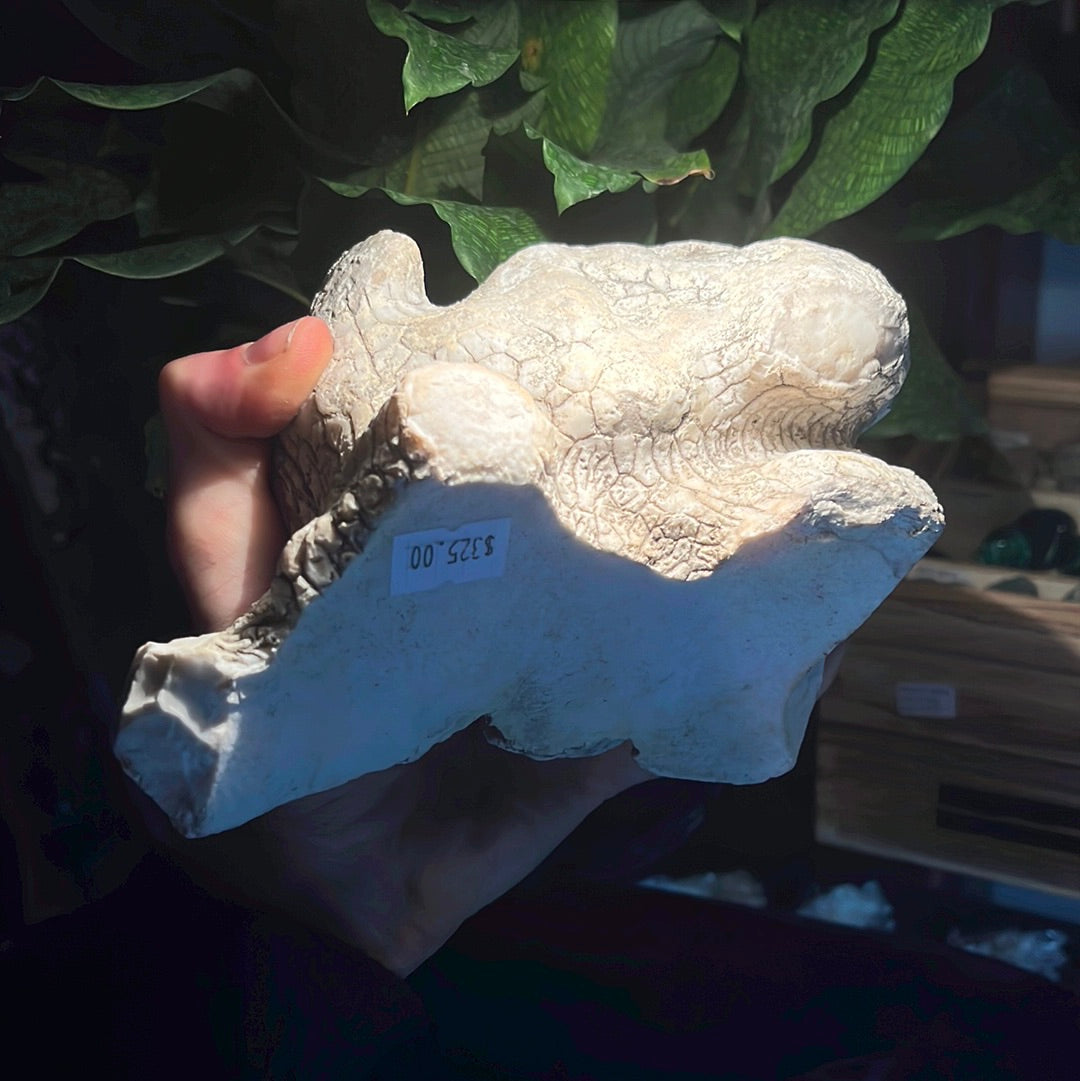 Coconut Calcedony/Agate