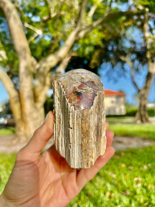 Petrified Wood Long