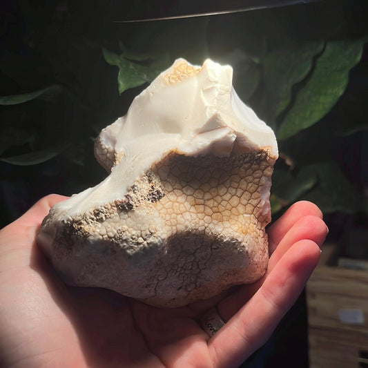 Coconut Calcedony/Agate/Opal