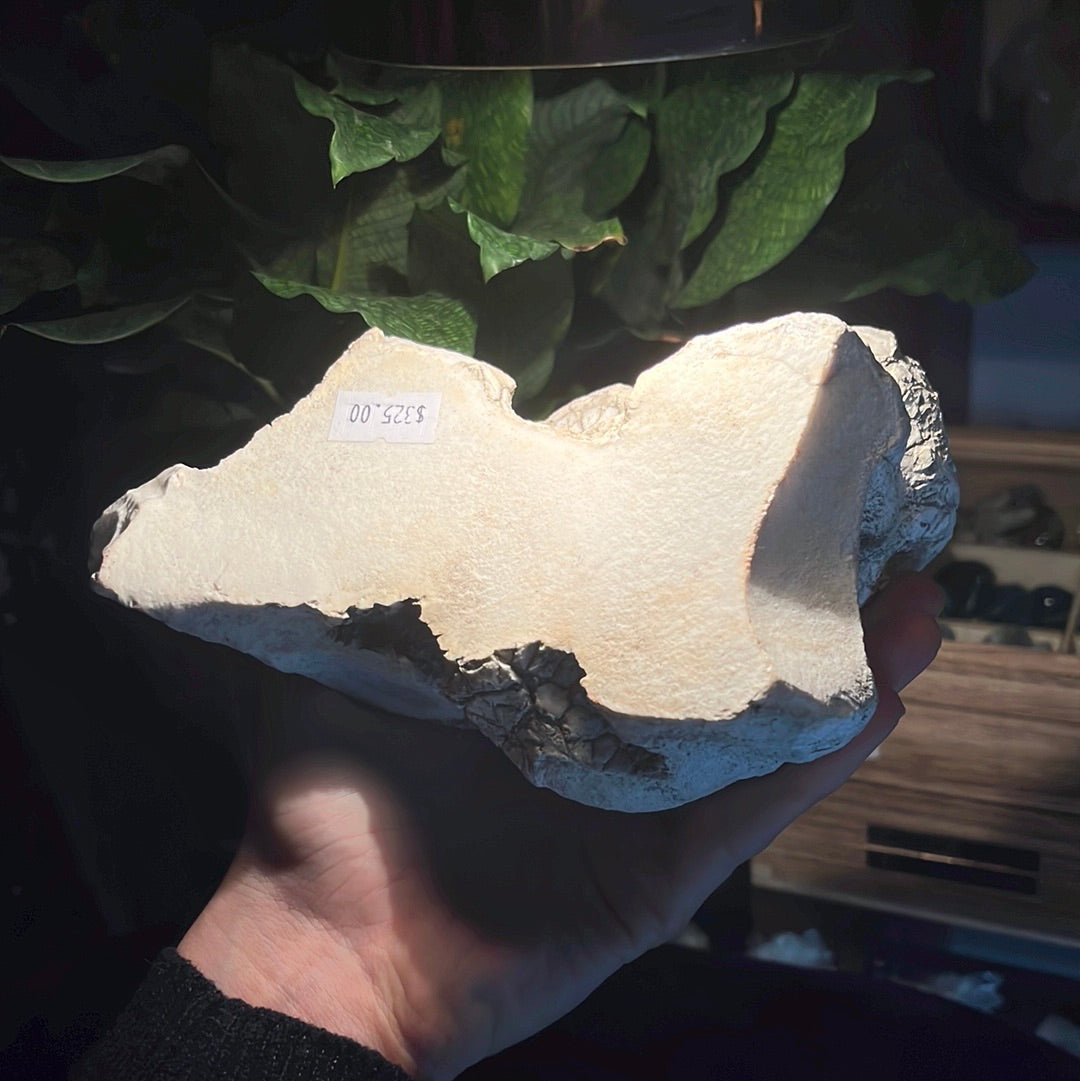 Coconut Calcedony/Agate