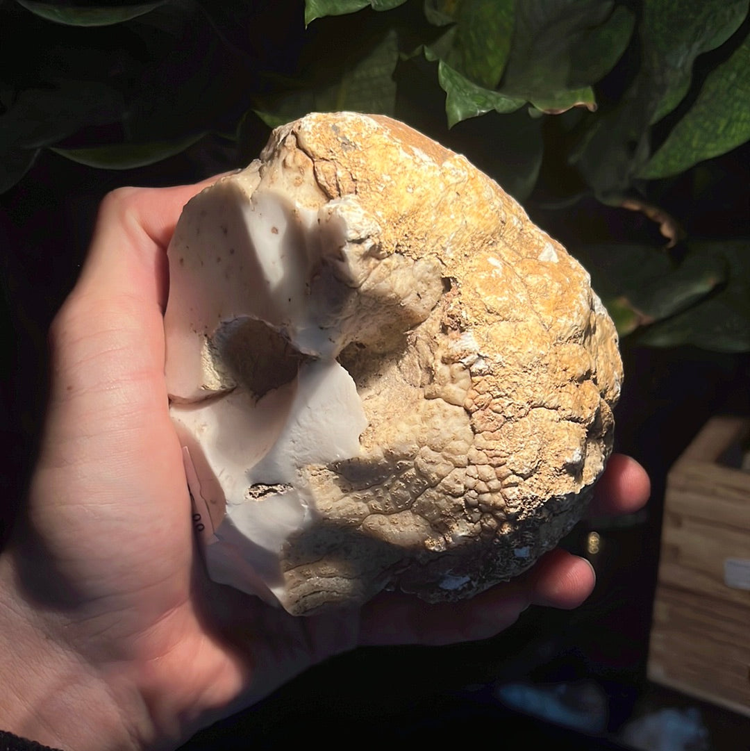 Coconut Calcedony/Agate