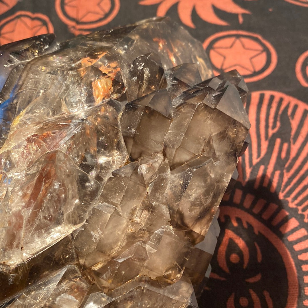 “Jacaré” Alligator Smokey Quartz XL
