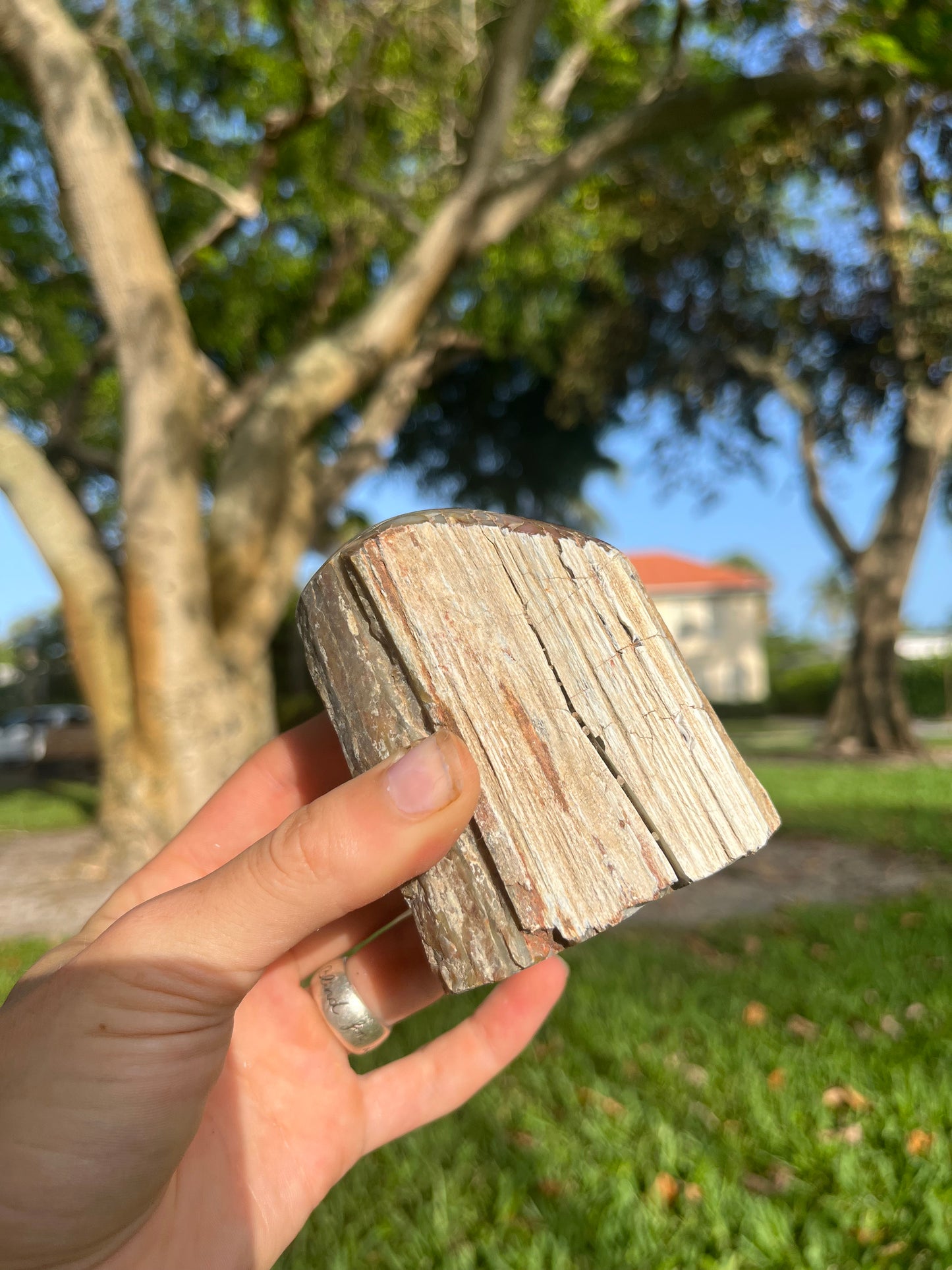 Petrified Wood Long