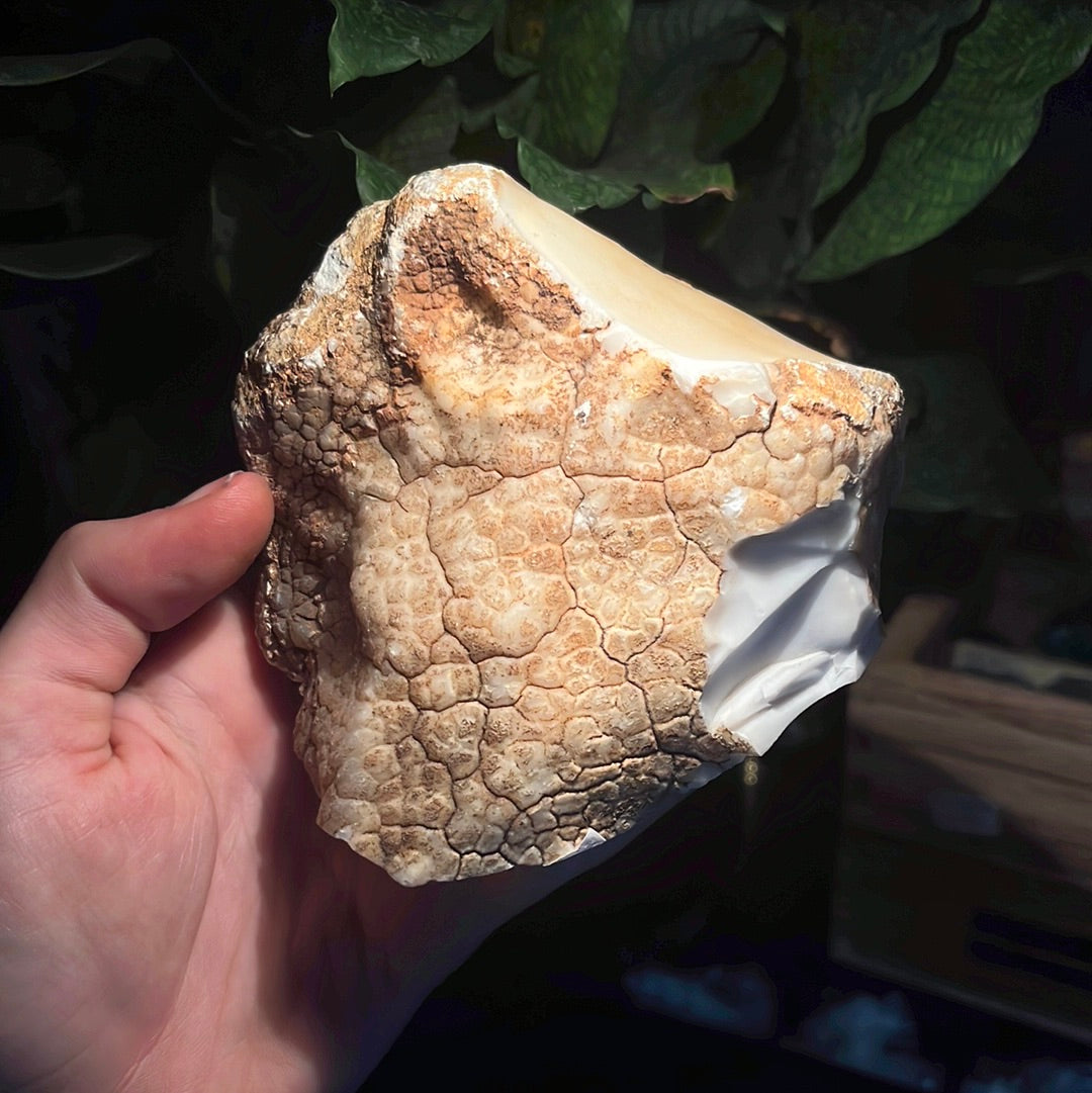 Coconut Calcedony/Agate